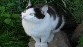 Black And White Cat Wallpaper