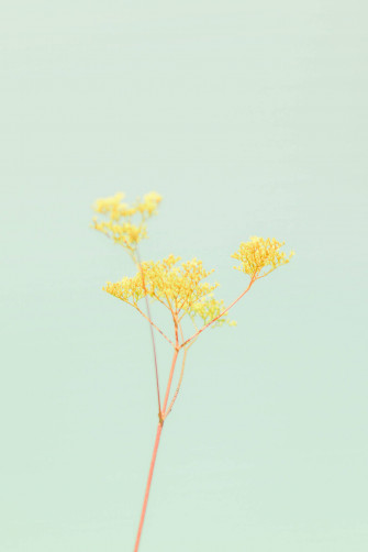 Solid Pastel Color Green Flower Wallpaper