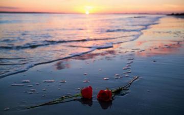 Flowers Rose Sunlight Beach HD Wallpaper Desktop And Mobile