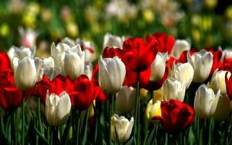 HD Tulip Garden Wallpaper