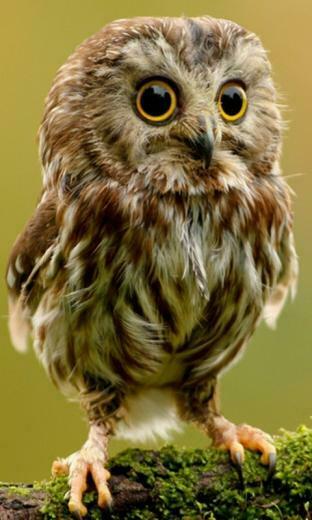 Baby Owl Cell Phone Wallpaper HD