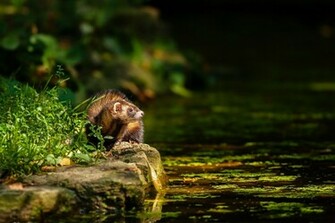 Ferret Wallpaper HD Background
