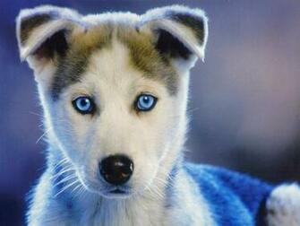 Husky Dog Wallpaper HD Dawallpaperz