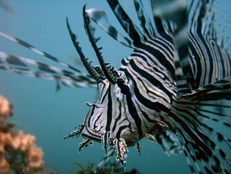 Lionfish Wallpaper