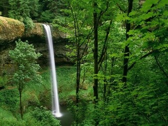 Wallpaper Beautiful Forest HD Background Desktop