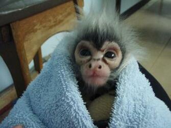 Cute Baby Spider Monkeys HD Wallpaper In Animals Imageci