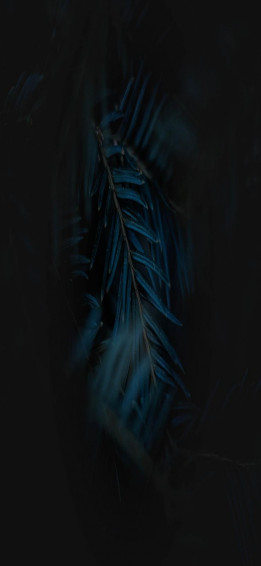 Black Wallpaper HD