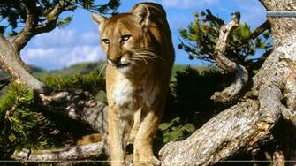 Mountain Lion Wallpaper Background HD Hivewallpaper