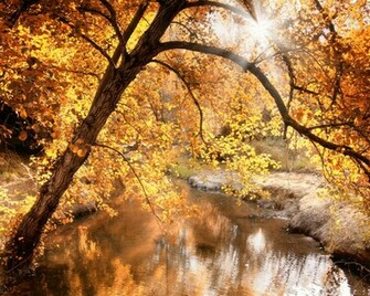 Fall Creek Autumn Forest Trees Uploaded Silvery