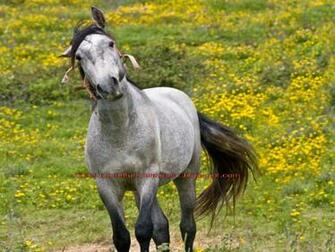 Cute Horse Wallpaper Beautiful Funny