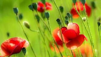 Summer Screensavers And Wallpaper