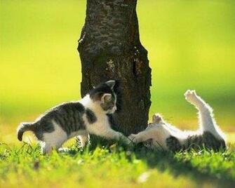 Kitten Desktop Wallpaper Play