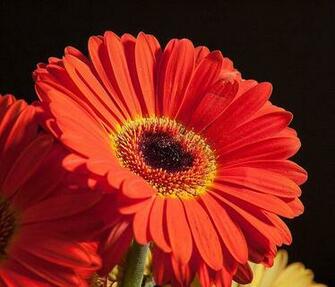 Flowers For Flower Lovers Red Daisy Desktop Wallpaper