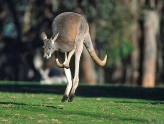 Kangaroo Wallpaper HD
