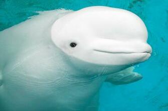 HD Beluga Whale Wallpaper