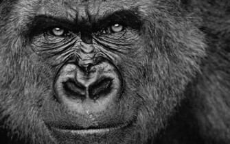Gorilla Wallpaper