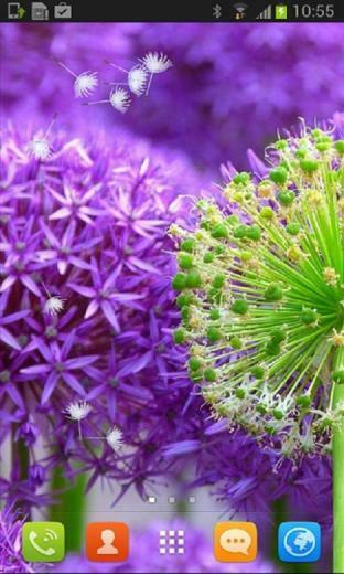 Beautiful Dandelion Flower Live Wallpaper For Your Android Phone