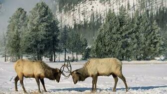 Winter Snow Steam Deer Antlers Fight HD Desktop Wallpaper