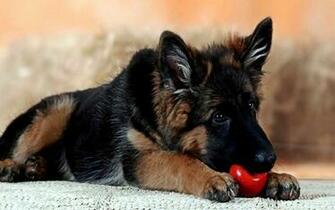 German Shepherd Dog Wallpaper Wallpaperpick