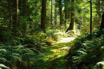 Green Meadow Wallpaper