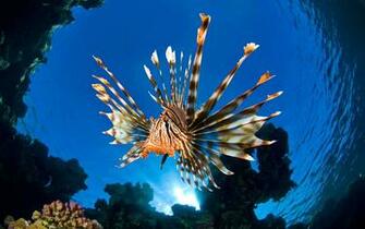 Lionfish Computer Wallpaper Desktop Background