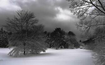 Widescreen HD Wallpaper Nature Flowers Winter Night