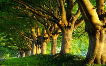 Spring Morning Wallpaper Top Background