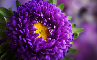 Purple Flower Wallpaper