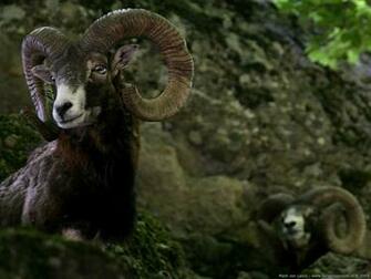 Wallpaper Mouflon Two Mouflons Ovis Orientalis At The