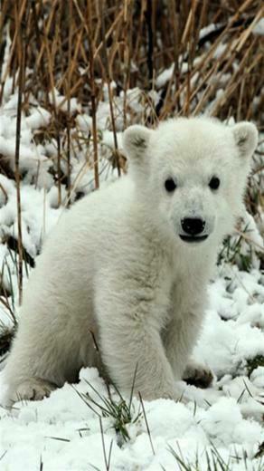 Polar Bear Animal iPhone Wallpaper S 3g