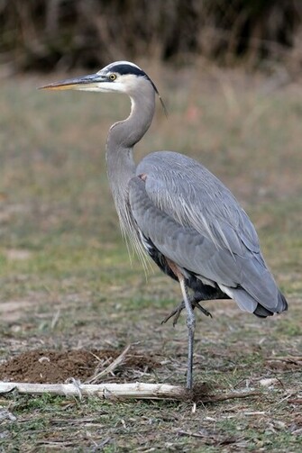 Designer Wallpaper With Blue Herons Joy Studio Design Gallery Best