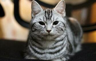 Wallpaper Cat Play Cute Cats