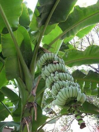 Plants Nature Flowers Trees The Banana Tree Has A Very Special