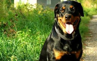 Rottweiler HD Wallpaper Animal Planet