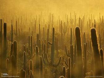 Best Saguaro National Park Wallpaper