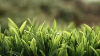 Wallpaper Green Grass In Field Macro HD