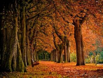 Autumn Scenery Background