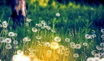 Hello Spring Flowers