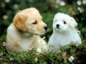 Wallpaper Christmas Puppies Cute Dogs And