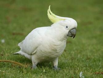 Parrots Wallpaper Cockatoo