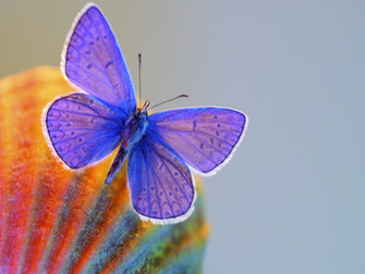 Purple Butterfly Wallpaper