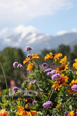 Bright Flowers Pictures Image