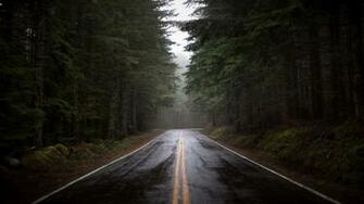 Forest Road Rain Wallpaper