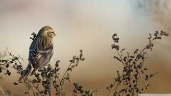 Redpoll 4k HD Desktop Wallpaper For Ultra Tv Wide