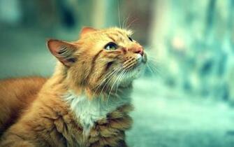 Cute Orange Cat Wallpaper Stock Photos