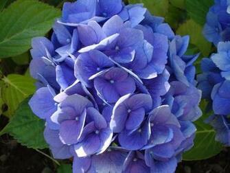 File Purple Hydrangea Jpg