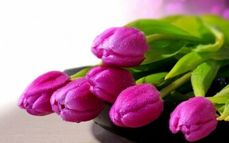 Purple Tulips Flowers Wallpaper HD