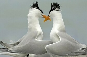 Lover Animal Couple Wallpaper Background For Laptop