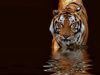 Beautiful Nature Wallpaper