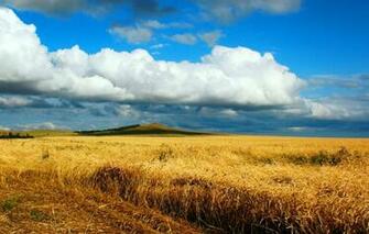 Wallpaper Road Wheat Field Autumn The Steppe Song Kazakhstan